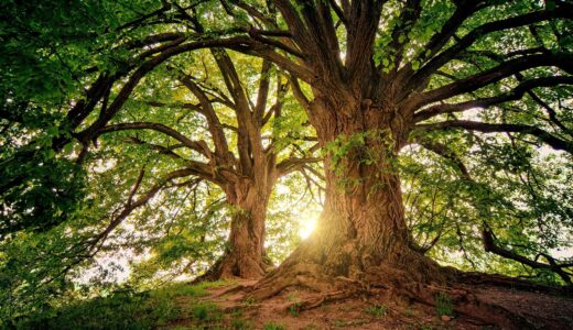 【美和の森】ピジョン株式会社　赤ちゃん誕生記念育樹キャンペーン