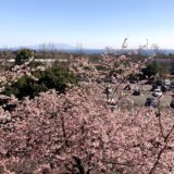 【2024年花見】桜が見頃です！伊豆高原へGO～^^【3/2時点】