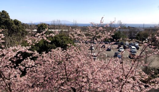 【2024年花見】桜が見頃です！伊豆高原へGO～^^【3/2時点】